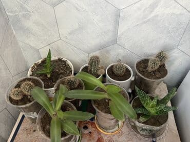 Kaktus və sukulent balaları – kolleksiya üçün ideal - Bir neçə növdə lalafo.az -da Kaktus və sukulent balaları – kolleksiya üçün ideal - Bir neçə növdə
