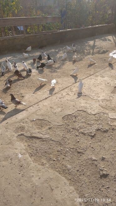 Məhsul: Ev göyərçinləri – müxtəlif rəng və növlərdən ibarət heyət lalafo.az -da Məhsul: Ev göyərçinləri – müxtəlif rəng və növlərdən ibarət heyət