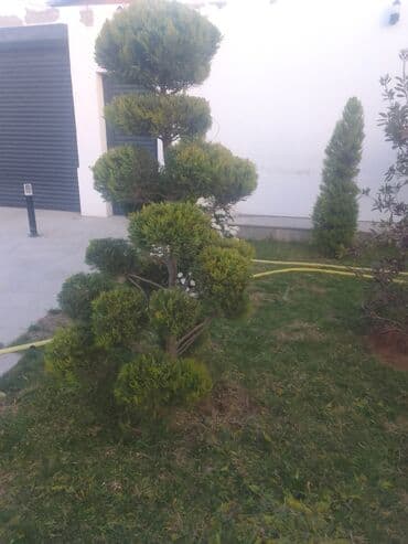 Anbar: Bağban axran işderi axtarıram bağa ayid bütün işlər işdəyirəm qazon lalafo.az -da — 7 Anbar: Bağban axran işderi axtarıram bağa ayid bütün işlər işdəyirəm qazon — 7