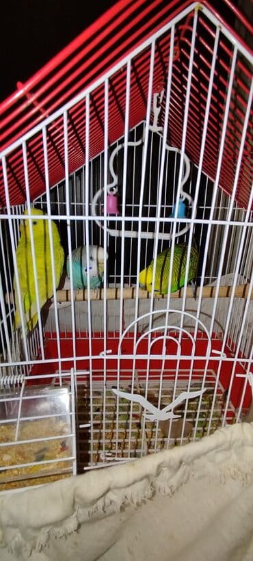 Papuqaylar satılır 2 dişi 1ərkek
qefesle bir yerde 70 AZN lalafo.az -da Papuqaylar satılır 2 dişi 1ərkek
qefesle bir yerde 70 AZN