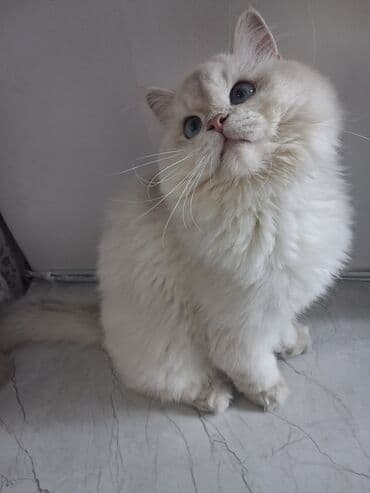 Qızıl şinşilla, Erkək, Cütləşmə üçün, Ünvandan götürmə lalafo.az -da Qızıl şinşilla, Erkək, Cütləşmə üçün, Ünvandan götürmə