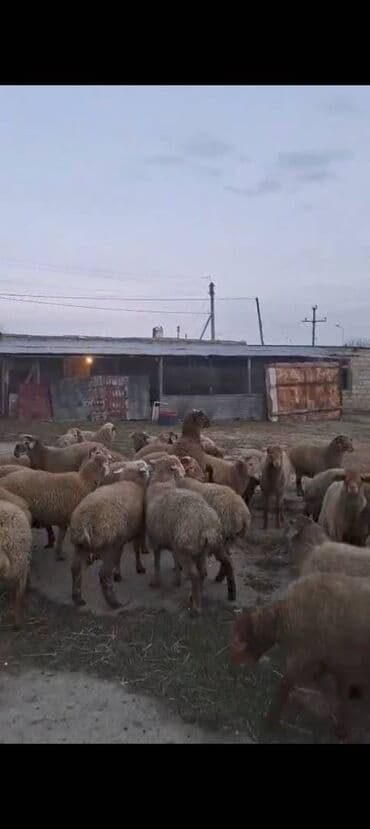 Təmiz quzudular son qiymət 8.30du zeng edin vatsapda yazmıyın lalafo.az -da Təmiz quzudular son qiymət 8.30du zeng edin vatsapda yazmıyın