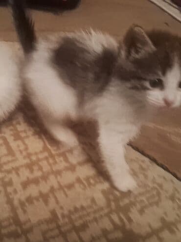 Yaxşı əllərə lalafo.az -da Yaxşı əllərə