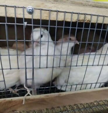 Satışda Ətlik damazlıq 180 . 200 qram və bala Texas sortu lalafo.az -da Satışda Ətlik damazlıq 180 . 200 qram və bala Texas sortu