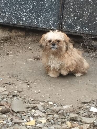 Salam 6 aylıq erkeydi kim isdese bursun lalafo.az -da Salam 6 aylıq erkeydi kim isdese bursun