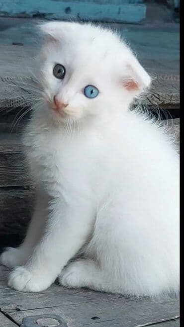 Şotland, Dişi, Ünvandan götürmə lalafo.az -da Şotland, Dişi, Ünvandan götürmə