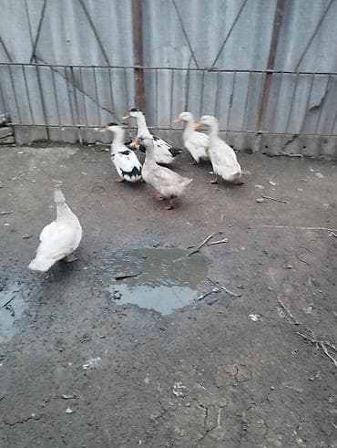 6 ədəd ördəklər satılır.biri lal ördekdi qalanları yerli.tək tək biri at lalafo.az 6 ədəd ördəklər satılır.biri lal ördekdi qalanları yerli.tək tək biri