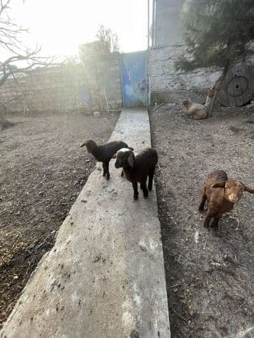 Quzu, Erkək, Qala, ay: 1, Damazlıq, Ətlik lalafo.az -da Quzu, Erkək, Qala, ay: 1, Damazlıq, Ətlik