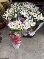 Удобрения: Vatsapp mövcuddur!. Çatdırılma metrolara, Şamaxinkaya mövcuddur və at lalafo.az — 3 Удобрения: Vatsapp mövcuddur!. Çatdırılma metrolara, Şamaxinkaya mövcuddur və — 3