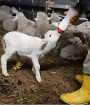 Yem qabı, Yem üçün, Heyvanlar üçün, Ünvandan götürmə, Ödənişli çatdırılma lalafo.az -da Yem qabı, Yem üçün, Heyvanlar üçün, Ünvandan götürmə, Ödənişli çatdırılma