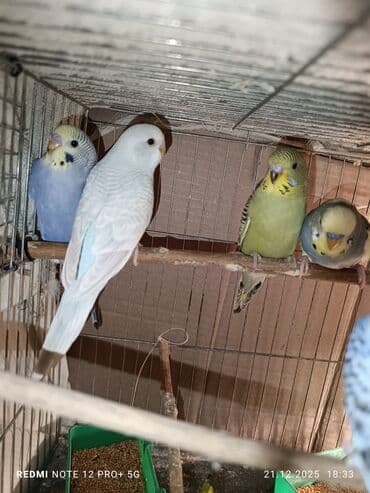 Məhsul: Dalmatian/xallı və klassik rəng çeşidlərində nimfa deyil lalafo.az -da Məhsul: Dalmatian/xallı və klassik rəng çeşidlərində nimfa deyil