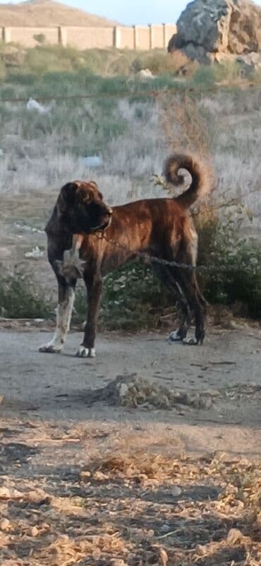 Qurdbasar, 4 il, Erkek lalafo.az -da Qurdbasar, 4 il, Erkek