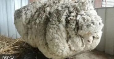 Qoyun yunu satılır.Çəkisi 700 kq.Çirklidir.Real alıcılar əlaqə lalafo.az -da Qoyun yunu satılır.Çəkisi 700 kq.Çirklidir.Real alıcılar əlaqə