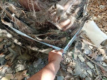 Palma Vaşinqton du satılır lalafo.az -da — 6 Palma Vaşinqton du satılır — 6