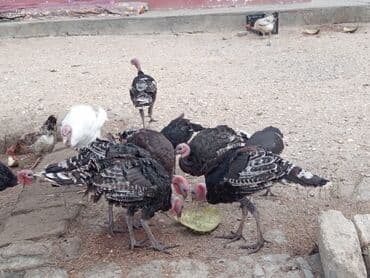 Məhsul: Hinduşka sürüsü Təsvir: - Şəkildə müxtəlif rəngli (qara lalafo.az -da Məhsul: Hinduşka sürüsü Təsvir: - Şəkildə müxtəlif rəngli (qara