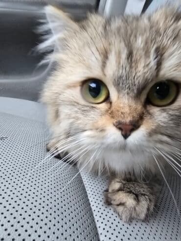 Şinşilla, Dişi, Ünvandan götürmə lalafo.az -da Şinşilla, Dişi, Ünvandan götürmə