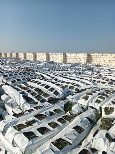 Kakabit. COCO CHAMPION. Meşokun biri 40 qəpik. Meşok 2 kq olur. Bütün lalafo.az -da Kakabit. COCO CHAMPION. Meşokun biri 40 qəpik. Meşok 2 kq olur. Bütün