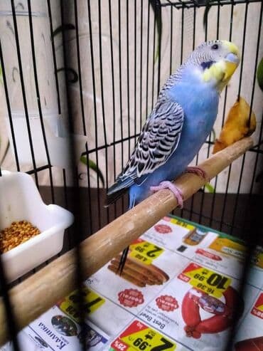 Рыбы: Salam. Tutuqusu satilir. Erkekdi. 7 ayliqdi. Butun gunu elimizdedi. El at lalafo.az — 7 Рыбы: Salam. Tutuqusu satilir. Erkekdi. 7 ayliqdi. Butun gunu elimizdedi. El — 7