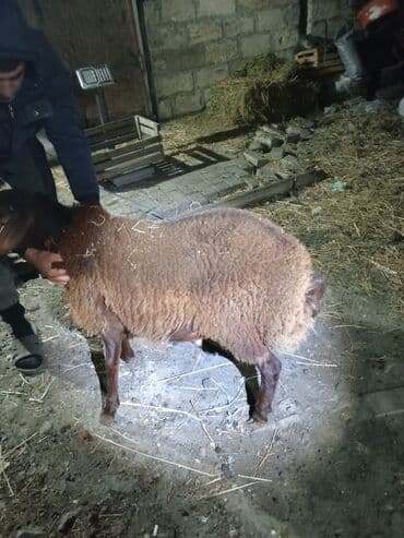 Iki baş erkək quzu 1 yaşları yanvarın axırı olacaq birinin diri çəkisi lalafo.az -da Iki baş erkək quzu 1 yaşları yanvarın axırı olacaq birinin diri çəkisi