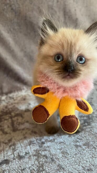 Erkək, Dişi lalafo.az -da Erkək, Dişi