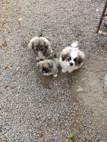 Pekines lalafo.az -da Pekines