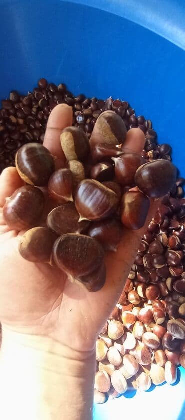 Qəbələ şabalıtı. Qebele şabalidi, şabalit öz həyətimindi. məhdud lalafo.az -da Qəbələ şabalıtı. Qebele şabalidi, şabalit öz həyətimindi. məhdud