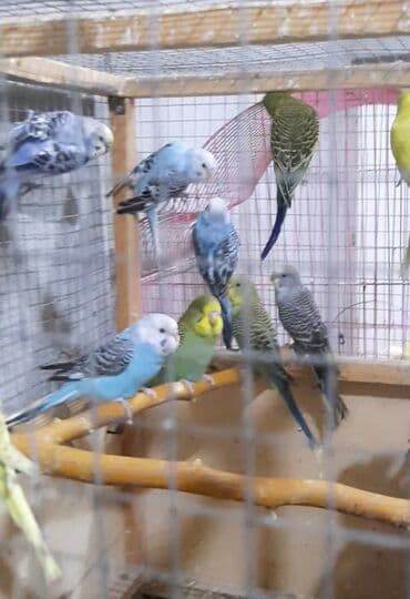 12 qusdu.hamisin alana 8 manatdan.tek tek satilmir lalafo.az -da 12 qusdu.hamisin alana 8 manatdan.tek tek satilmir