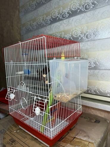 Сёдла: Korella quşu. 4 aylıqdır, ələ tam örgəşib, 2 söz bilir, Babacık və at lalafo.az — 3 Сёдла: Korella quşu. 4 aylıqdır, ələ tam örgəşib, 2 söz bilir, Babacık və — 3