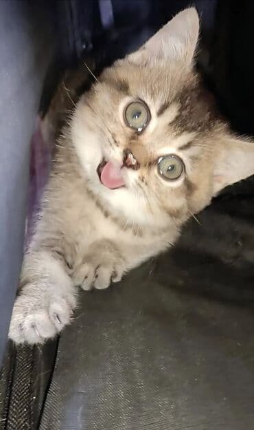 Şotland, Erkək, Ünvandan götürmə lalafo.az -da Şotland, Erkək, Ünvandan götürmə