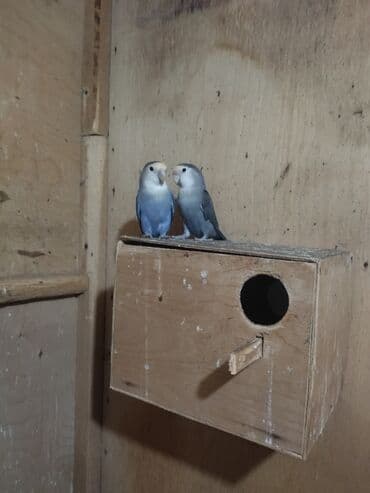 Nerazluçnik.Hazır cütlər.bala.və cütə hazır mayalar.Hamsı sağlam və lalafo.az -da Nerazluçnik.Hazır cütlər.bala.və cütə hazır mayalar.Hamsı sağlam və