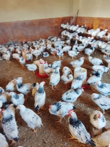 Toyuq, Brama, Damazlıq lalafo.az -da Toyuq, Brama, Damazlıq