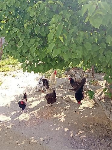 Toyuq, Brama, Yumurtalıq lalafo.az -da Toyuq, Brama, Yumurtalıq