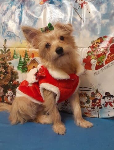 Yorkshire Terrier balası satılır(hipoalerjenik )-Goldast, erkek. Çox lalafo.az -da Yorkshire Terrier balası satılır(hipoalerjenik )-Goldast, erkek. Çox