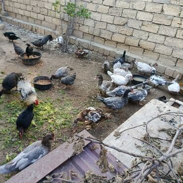 Macar ordəkləri satılır yaxşı çəki verirlər lalafo.az -da Macar ordəkləri satılır yaxşı çəki verirlər