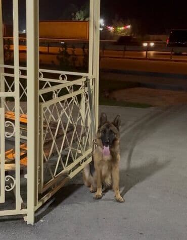 Alman çoban iti, 2 il, Dişi, Peyvəndli, Ünvandan götürmə lalafo.az -da Alman çoban iti, 2 il, Dişi, Peyvəndli, Ünvandan götürmə