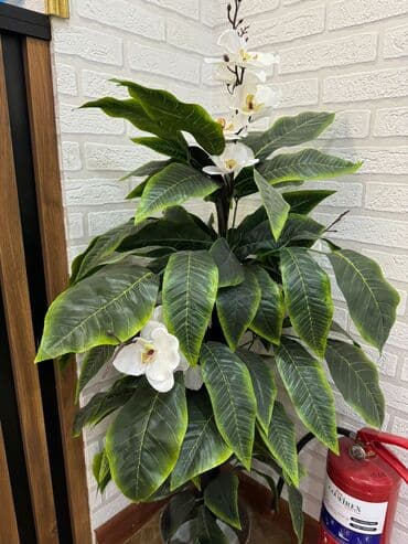 Искусственные деревья 1 шт за 35 azn, 2шт за 60azn lalafo.az -da Искусственные деревья 1 шт за 35 azn, 2шт за 60azn