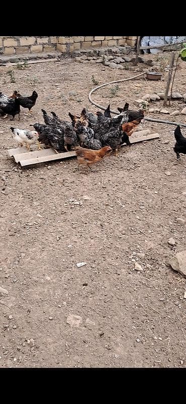 Toyuq cücələri, Ətlik lalafo.az -da Toyuq cücələri, Ətlik