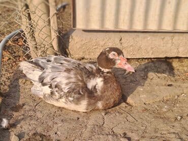 Варенье: Lal ördəklər satılır qiymət saya və cinsinə görə dəyişir at lalafo.az — 23 Варенье: Lal ördəklər satılır qiymət saya və cinsinə görə dəyişir — 23