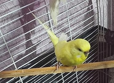 Sarı çex dişi satılır cüte hazır qızğın quşdu real alıcılar yazsın lalafo.az -da Sarı çex dişi satılır cüte hazır qızğın quşdu real alıcılar yazsın