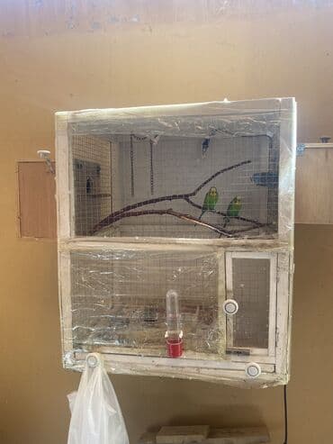 Papuqaylar 15 manatdan real alıcıya 13 manatdan. 1 Qəfəs 30 manat 2 lalafo.az -da Papuqaylar 15 manatdan real alıcıya 13 manatdan. 1 Qəfəs 30 manat 2