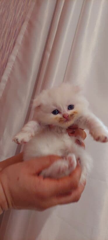 Şotland, Erkək, Ünvandan götürmə lalafo.az -da Şotland, Erkək, Ünvandan götürmə