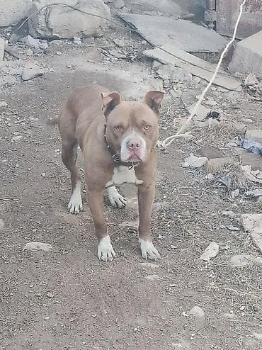 Pitbul, 6 ay, Erkek, Peyvəndli lalafo.az -da Pitbul, 6 ay, Erkek, Peyvəndli