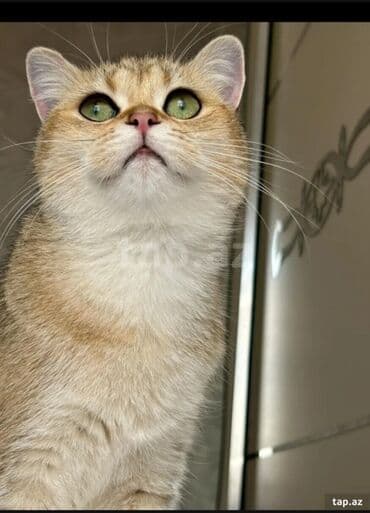 Qızıl şinşilla, Erkək, Yaxşı əllərə, Ödənişli çatdırılma lalafo.az -da Qızıl şinşilla, Erkək, Yaxşı əllərə, Ödənişli çatdırılma