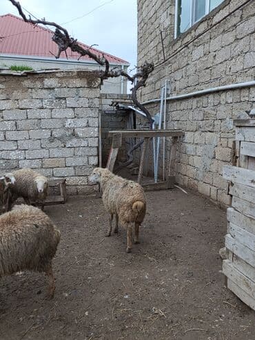 Erkək quzular qurbanlığa yarayir qiymetde razilasa bilerik lalafo.az -da Erkək quzular qurbanlığa yarayir qiymetde razilasa bilerik