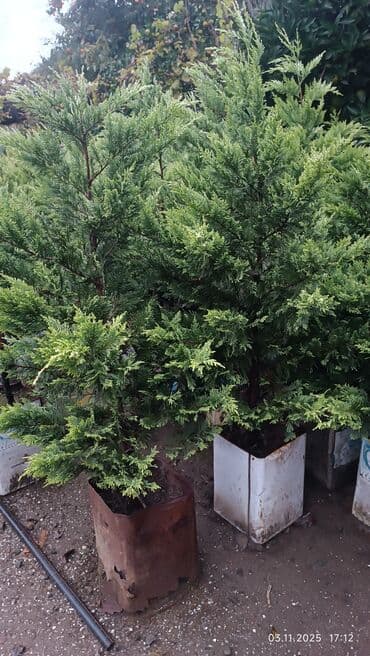 Salam bizdə olan qızılı lelandır ağacı satılır hündürlüyü 1 metrdən lalafo.az -da Salam bizdə olan qızılı lelandır ağacı satılır hündürlüyü 1 metrdən