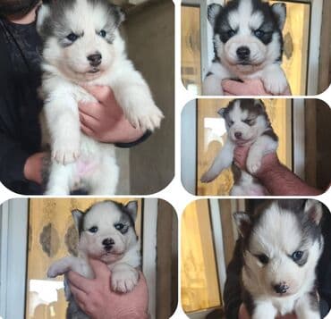 Təsvir: - Saf MALAMUT balasi: uzun tük, güclü quruluş lalafo.az -da Təsvir: - Saf MALAMUT balasi: uzun tük, güclü quruluş