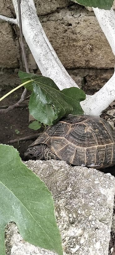 Quru tısbağa – ev heyvanı
Satılır Qiy 15 Azn lalafo.az -da Quru tısbağa – ev heyvanı
Satılır Qiy 15 Azn