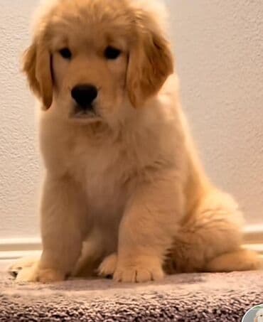 2 ay, Dişi, Ödənişli çatdırılma lalafo.az -da 2 ay, Dişi, Ödənişli çatdırılma