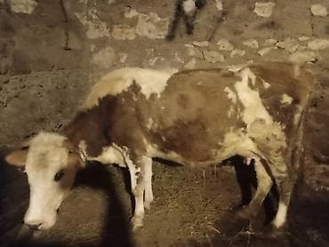 Dişi, Simental, il: 4, 140 kq, Damazlıq, Ətlik, Ünvandan götürmə lalafo.az -da Dişi, Simental, il: 4, 140 kq, Damazlıq, Ətlik, Ünvandan götürmə