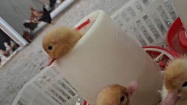 Xüsusi quşçuluq aksesuarları – broyler və cücələr üçün yemləmə və lalafo.az -da Xüsusi quşçuluq aksesuarları – broyler və cücələr üçün yemləmə və